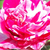 Růžová - bílá - Půdopokryvné růže - Gaudy™